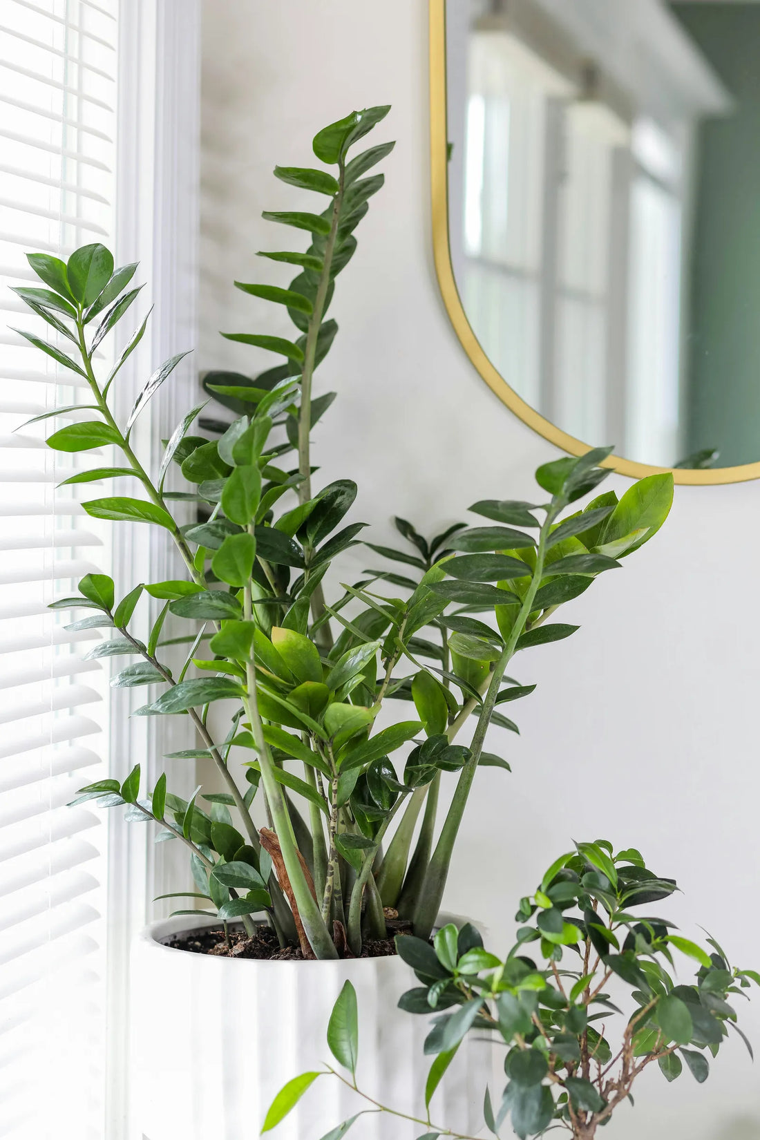 The Best Tropical Houseplants for Beginners